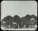 Image of Musk-oxen Facing Out
